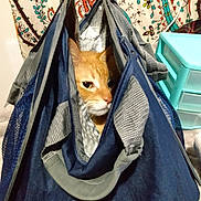 Friday is registered to the contest to win money with this photo: animal, bag, blue, cat, closeup, container, cozy, curious, domestic, fabric, face, feline, gray, indoor, orange_cat, patterned_background, peek, pet, storage_drawer, zipper