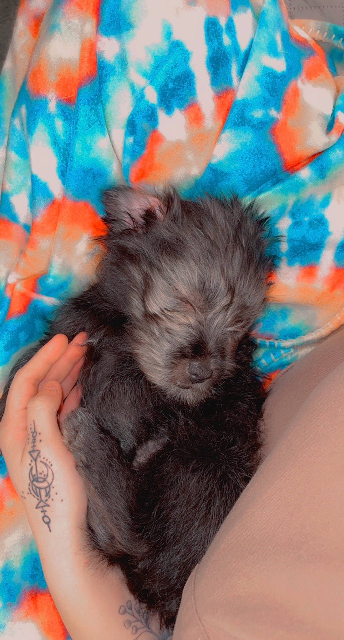 Oakley is registered to the contest to win money with this photo: carnivore, comfort, companion_dog, dog, dog_breed, dog_supply, electric_blue, fashion_accessory, fawn, fur, gesture, nail, pattern, paw, puppy_love, sleeve, terrier, toy_dog, working_animal, wrist