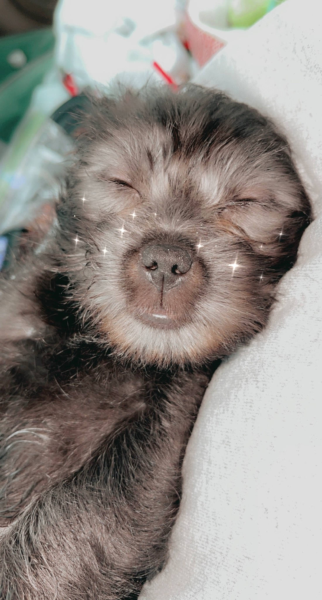 Oakley joined the competition — help win amazing prizes! art, canidae, carnivore, claw, close_up, companion_dog, dog_breed, drawing, fur, illustration, liver, monochrome_photography, painting, paw, puppy, snout, sporting_group, terrestrial_animal, whiskers