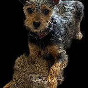 Duchess is registered to the contest to win money with this photo: dog, puppy, toy, fur, pet, animal, playful, small_dog, brown, black_background, cute, adorable, portrait, looking_at_camera, ears, collar, furry_toy, indoor, pet_accessory, standing