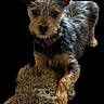 dog, puppy, toy, fur, pet, animal, playful, small_dog, brown, black_background, cute, adorable, portrait, looking_at_camera, ears, collar, furry_toy, indoor, pet_accessory, standing