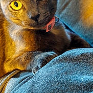 Isme is registered to the contest to win money with this photo: animal, cat, closeup, cozy, curious, domestic_cat, fabric, feline, gray_cat, indoor, looking, paw, pet, pink_collar, portrait, resting, soft_texture, warm_light, whiskers, yellow_eyes