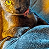 animal, cat, closeup, cozy, curious, domestic_cat, fabric, feline, gray_cat, indoor, looking, paw, pet, pink_collar, portrait, resting, soft_texture, warm_light, whiskers, yellow_eyes