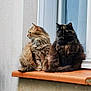 Louna a rejoint le concours — aidez-le/la à gagner de superbes lots ! animal, black_cat, brown_cat, cat, curious, domestic_animal, feline, fluffy, fur, outdoor, peaceful, pet, quiet, resting, side_view, sitting, two_cats, wall, window, window_ledge