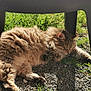 animal, cat, chair, closeup, daylight, feline, fluffy, grass, gravel, nature, outdoor, peaceful, pet, quiet, relaxation, resting, shadow, sleeping, soft_fur, sunlight