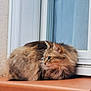 Louna a rejoint le concours — aidez-le/la à gagner de superbes lots ! animal, calm, cat, cozy, curtain, cute, domestic, feline, fluffy, fur, indoors, looking_away, mammal, orange, pet, relaxed, resting, side_view, window, windowsill