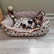 Atao participe au concours pour gagner de l'argent avec cette photo : puppy, dog_bed, toy, stuffed_animal, bone, floor, indoor, pet, chewing, small_dog, brown, white, black, ears, cute, resting, pattern, paw_prints, plush, cozy