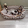 puppy, dog_bed, toy, stuffed_animal, bone, floor, indoor, pet, chewing, small_dog, brown, white, black, ears, cute, resting, pattern, paw_prints, plush, cozy