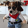 adorable, animal, bandana, black, brown, costume, counter, cowboy, cute, denim, dog, ears, face, hat, indoor, kitchen, pet, puppy, small, white