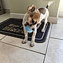 dog, small_dog, blue_ball, toy, floor, tile_floor, mat, indoor, pet, playful, curious, brown_and_white_fur, short_fur, animal, cute, domestic_animal, looking_sideways, tail_up, shadow, wall