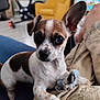 Atao a rejoint le concours — aidez-le/la à gagner de superbes lots ! dog, puppy, small_dog, indoor, toy, lap, person, furniture, yellow_chair, exercise_bike, brown_and_white, curious, pet, close_up, canine, cute, animal, domestic, resting, blurred_background