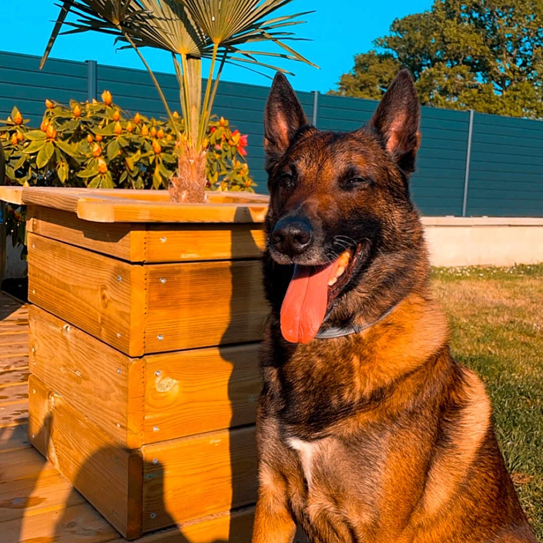 Max a rejoint le concours — aidez-le/la à gagner de superbes lots ! animal, canine, dog, germanshepherd, jar, nature, outdoors, palmtree, pet, plant, planter, policedog, pottedplant, pottery, puppy, summer, tree, vase, wood, yard