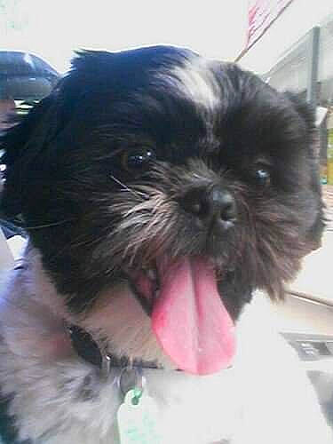 Mshadows joined the competition — help win amazing prizes! canidae, carnivore, companion_dog, dog, dog_breed, dog_supply, fawn, fur, liver, maltepoo, mammal, non_sporting_group, pet_supply, shih_poo, shih_tzu, snout, sporting_group, terrestrial_animal, toy_dog, working_animal