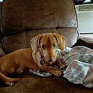 Poptart joined the competition — help win amazing prizes! dog, dachshund, tan_dog, pet, animal, sitting, lying_down, long_body, floppy_ears, collar, dog_tag, leather_chair, recliner, blanket, indoor, living_room, air_conditioner, curtains, cozy, portrait