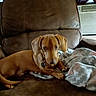 dog, dachshund, tan_dog, pet, animal, sitting, lying_down, long_body, floppy_ears, collar, dog_tag, leather_chair, recliner, blanket, indoor, living_room, air_conditioner, curtains, cozy, portrait