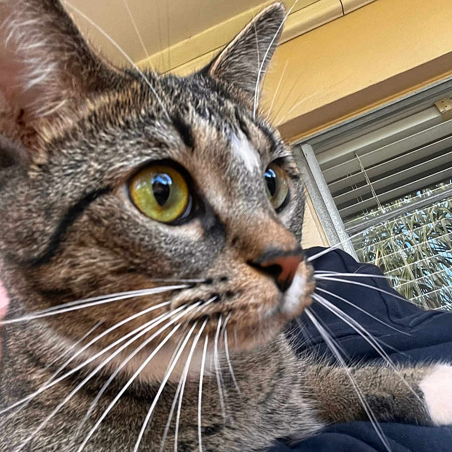 Prince joined the competition — help win amazing prizes! abyssinian, animal, cat, kitten, manx, pet