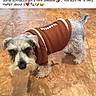 Brutus joined the competition — help win amazing prizes! dog, schnauzer, sweater, brown_sweater, football_design, pet, indoor, tile_floor, small_dog, fur, animal, cute, looking_up, pet_clothing, canine, domestic_animal, companion, mammal, portrait, expression
