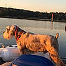 Brutus joined the competition — help win amazing prizes! dog, boat, lake, water, sunset, outdoor, animal, collar, nature, seat, sky, reflection, trees, calm, pet, canine, side_view, daytime, relaxing, scenic
