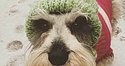 Brutus is registered to the contest to win money with this photo: dog, snow, knitted_hat, pom_pom, sweater, pet_clothing, outdoor, winter, cold_weather, paw_prints, fur, cute, canine, animal, portrait, close_up, adorable, warm_clothing, small_dog, beard