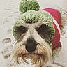 dog, snow, knitted_hat, pom_pom, sweater, pet_clothing, outdoor, winter, cold_weather, paw_prints, fur, cute, canine, animal, portrait, close_up, adorable, warm_clothing, small_dog, beard