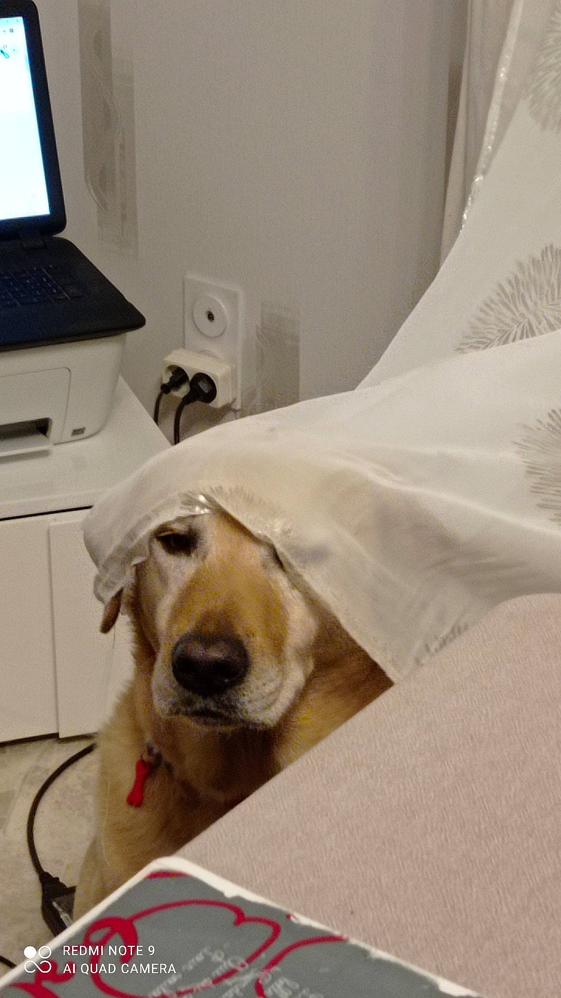 Halto participe au concours pour gagner de l'argent avec cette photo : bed, carnivore, chair, comfort, companion_dog, computer_keyboard, couch, dog, dog_breed, flooring, fur, home_appliance, house, input_device, output_device, peripheral, retriever, room, whiskers, working_animal