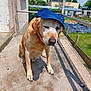 dog, golden_retriever, blue_cap, outdoor, sunlight, concrete, sitting, pet, animal, canine, collar, fence, garden, shadow, bright, summer, cute, mammal, domestic_animal, headwear