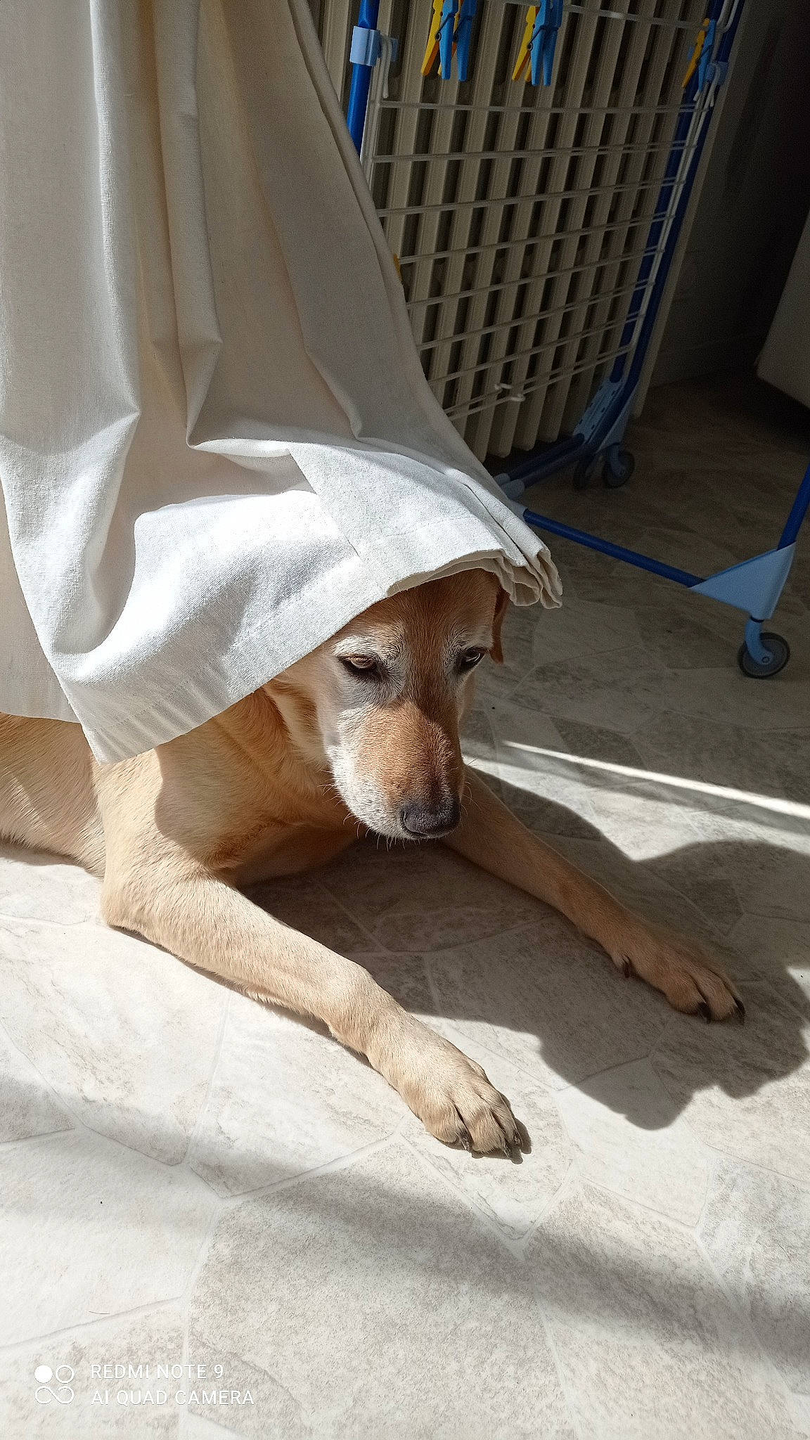 Halto a rejoint le concours — aidez-le/la à gagner de superbes lots ! canidae, carnivore, chair, comfort, companion_dog, dog, dog_breed, duvet, fawn, floor, flooring, fur, hardwood, human_leg, linens, snout, sporting_group, window, wood, working_animal