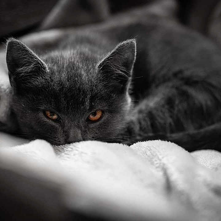 Georges