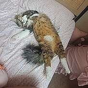 Diego joined the competition — help win amazing prizes! cat, tabby_cat, pet, bed, blanket, pillow, fur, tail, paws, sleeping, napping, cozy, indoor, bedroom, headboard, pink_bedding, stretched_out, relaxed, human_legs, cute