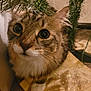 Diego is registered to the contest to win money with this photo: cat, feline, pet, whiskers, big_eyes, tree, christmas_tree, ornament, close_up, fur, indoor, cozy, curious, looking_up, ears, paw, tree_skirt, glitter, festive, portrait