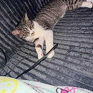 Hermonie is registered to the contest to win money with this photo: animal, bed, blanket, cat, charging_cable, cozy, ears, feline, indoor, kitten, lying_down, pet, photography, relaxed, striped_fur, tabby, tail, whiskers, white_paws, yellow_eyes