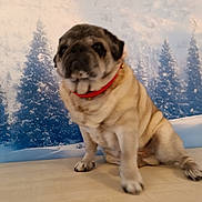 Calin participe au concours pour gagner de l'argent avec cette photo : dog, pug, pet, indoor, collar, winter, snow, pine_trees, background, sitting, fur, animal, cute, blurry, portrait, canine, paw, table, light, red_collar