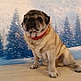 dog, pug, pet, indoor, collar, winter, snow, pine_trees, background, sitting, fur, animal, cute, blurry, portrait, canine, paw, table, light, red_collar