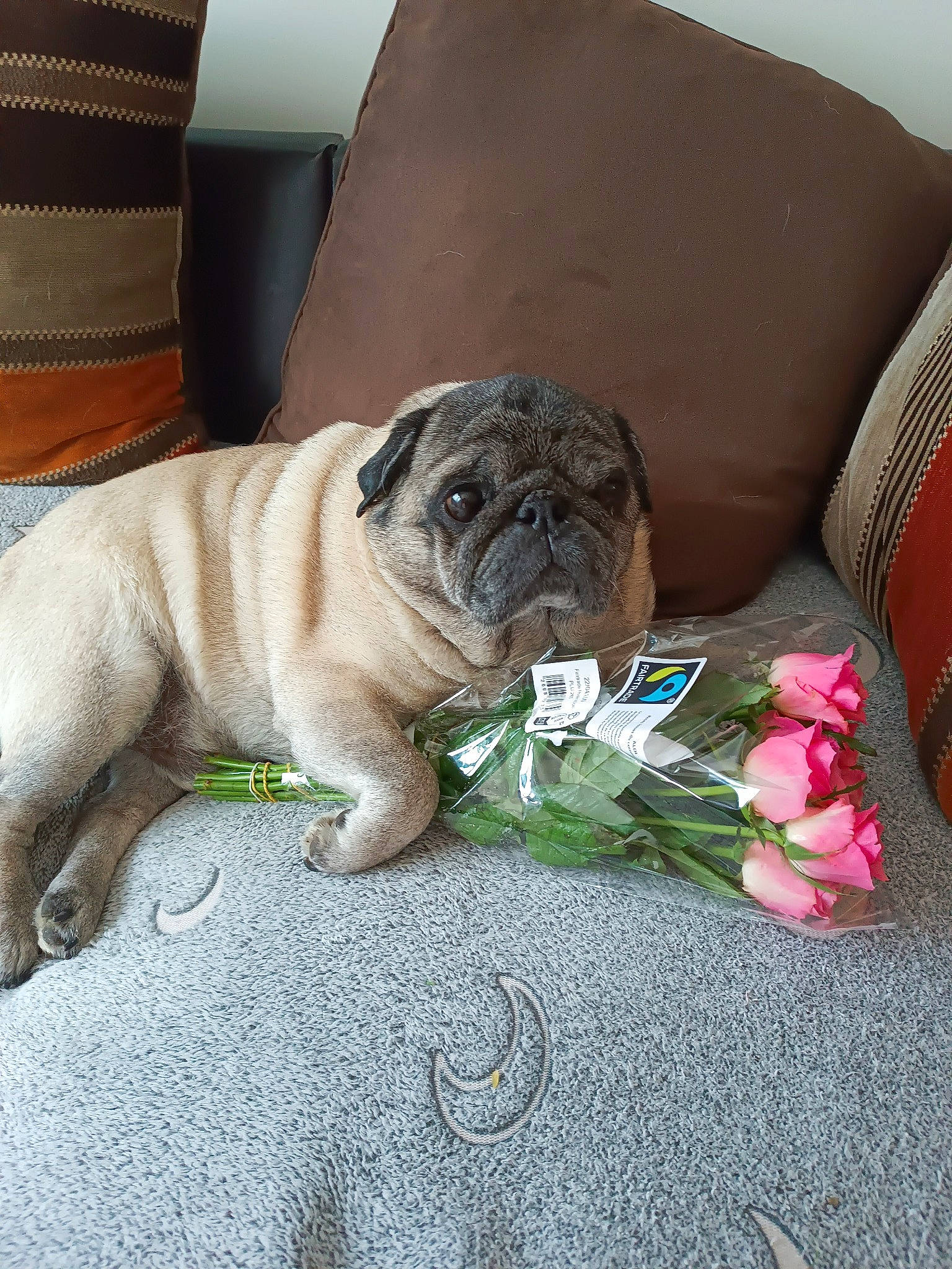 Calin participe au concours pour gagner de l'argent avec cette photo : canidae, carnivore, chair, comfort, companion_dog, couch, dog, dog_breed, fawn, flooring, flower, grass, linens, petal, plant, pug, snout, sporting_group, toy_dog, wrinkle