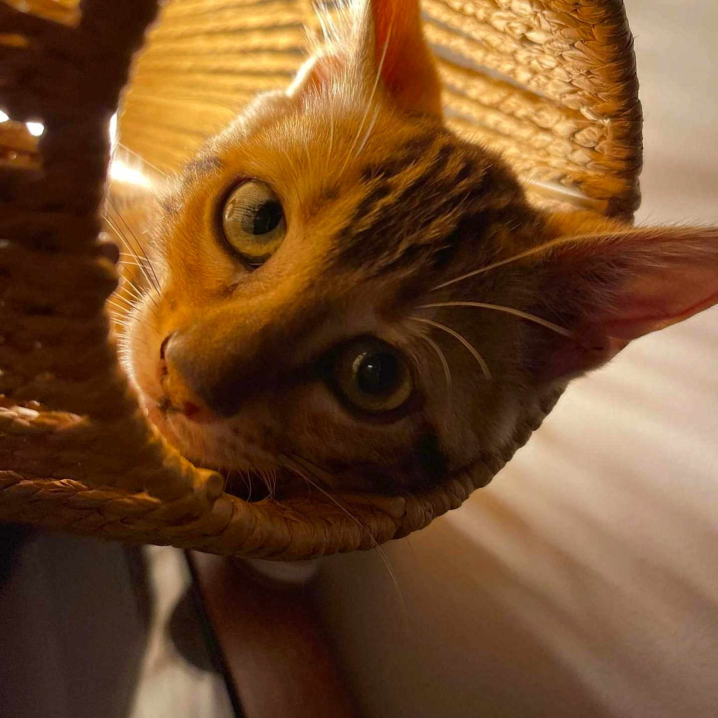 Saphire a rejoint le concours — aidez-le/la à gagner de superbes lots ! abyssinian, animal, basket, cat, chair, citrusfruit, cushion, face, food, furniture, head, homedecor, kitten, manx, person, pet, photography, portrait, window, windowsill