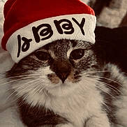Abby a rejoint le concours — aidez-le/la à gagner de superbes lots ! cat, santa_hat, holiday, pet, animal, feline, close_up, whiskers, fur, cute, resting, indoor, soft, cozy, portrait, christmas, festive, mammal, sleepy, cute_pet