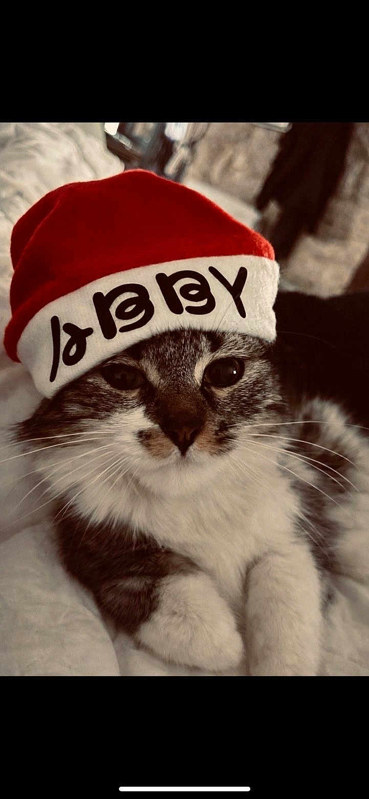 Abby a rejoint le concours — aidez-le/la à gagner de superbes lots ! cat, santa_hat, holiday, pet, animal, feline, close_up, whiskers, fur, cute, resting, indoor, soft, cozy, portrait, christmas, festive, mammal, sleepy, cute_pet