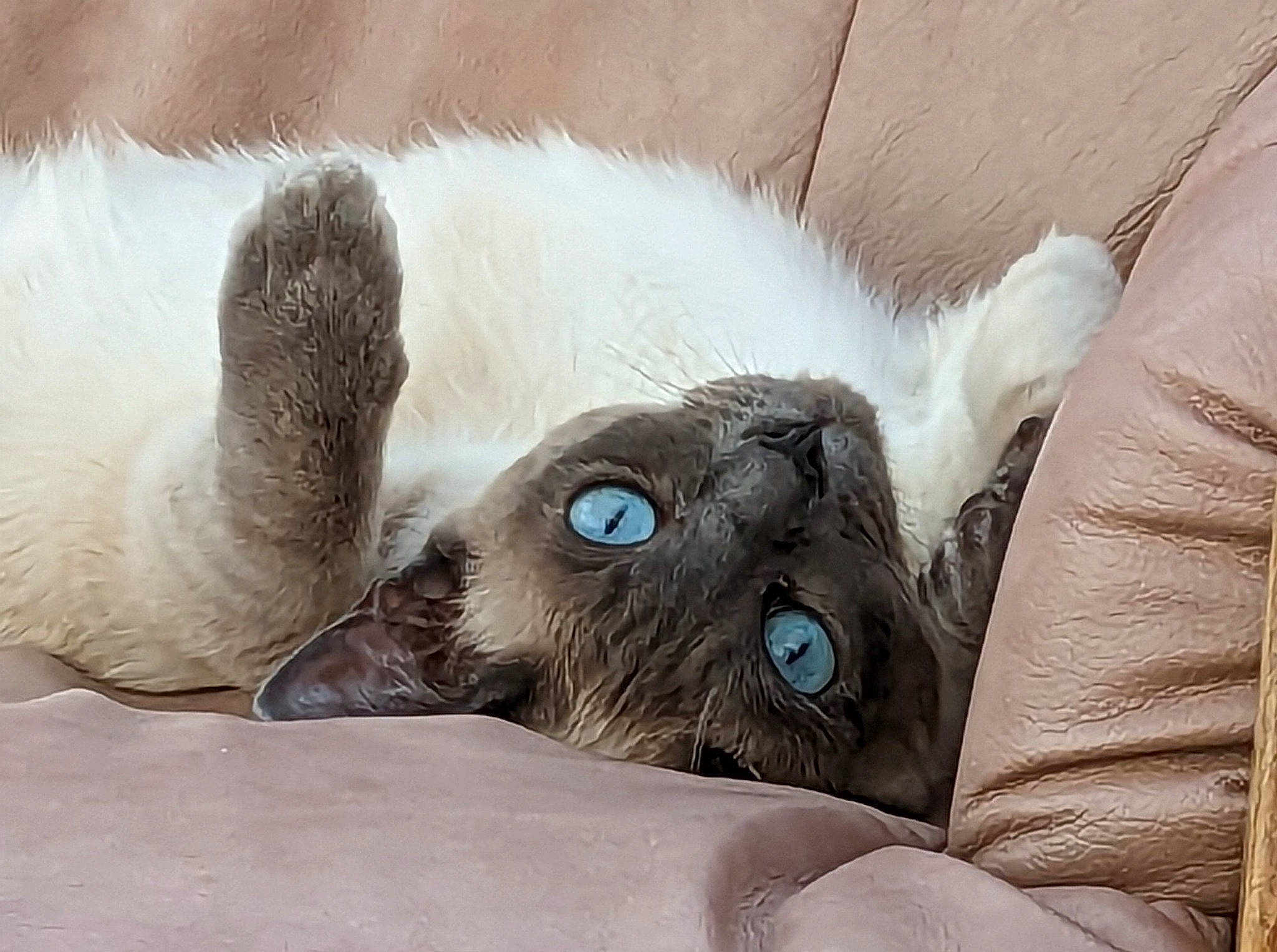 Storm joined the competition — help win amazing prizes! birman, carnivore, cat, claw, comfort, domestic_short_haired_cat, ear, fawn, felidae, fur, grey, paw, siamese, small_to_medium_sized_cats, snout, whiskers