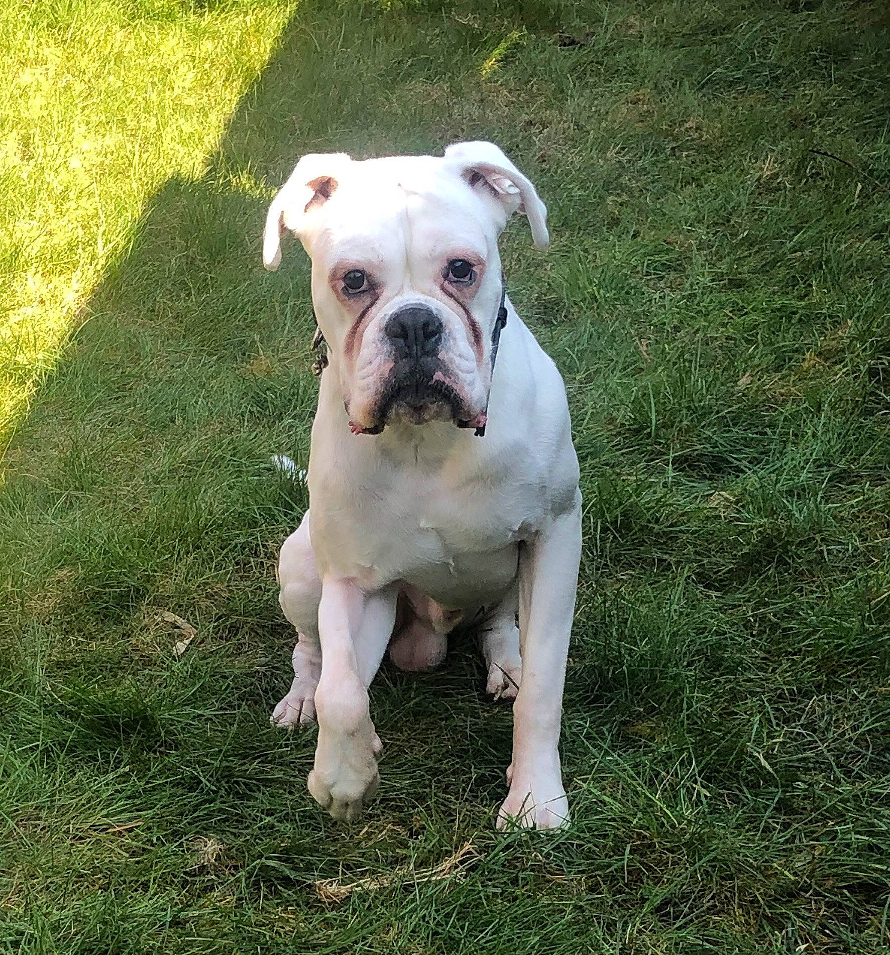 Loki joined the competition — help win amazing prizes! american_bulldog, australian_bulldog, bulldog, canidae, carnivore, companion_dog, dog, dog_breed, dogo_guatemalteco, dorset_olde_tyme_bulldogge, mammal, molosser, non_sporting_group, old_english_bulldog, olde_english_bulldogge, renascence_bulldogge, toy_bulldog, valley_bulldog, vertebrate, white_english_bulldog