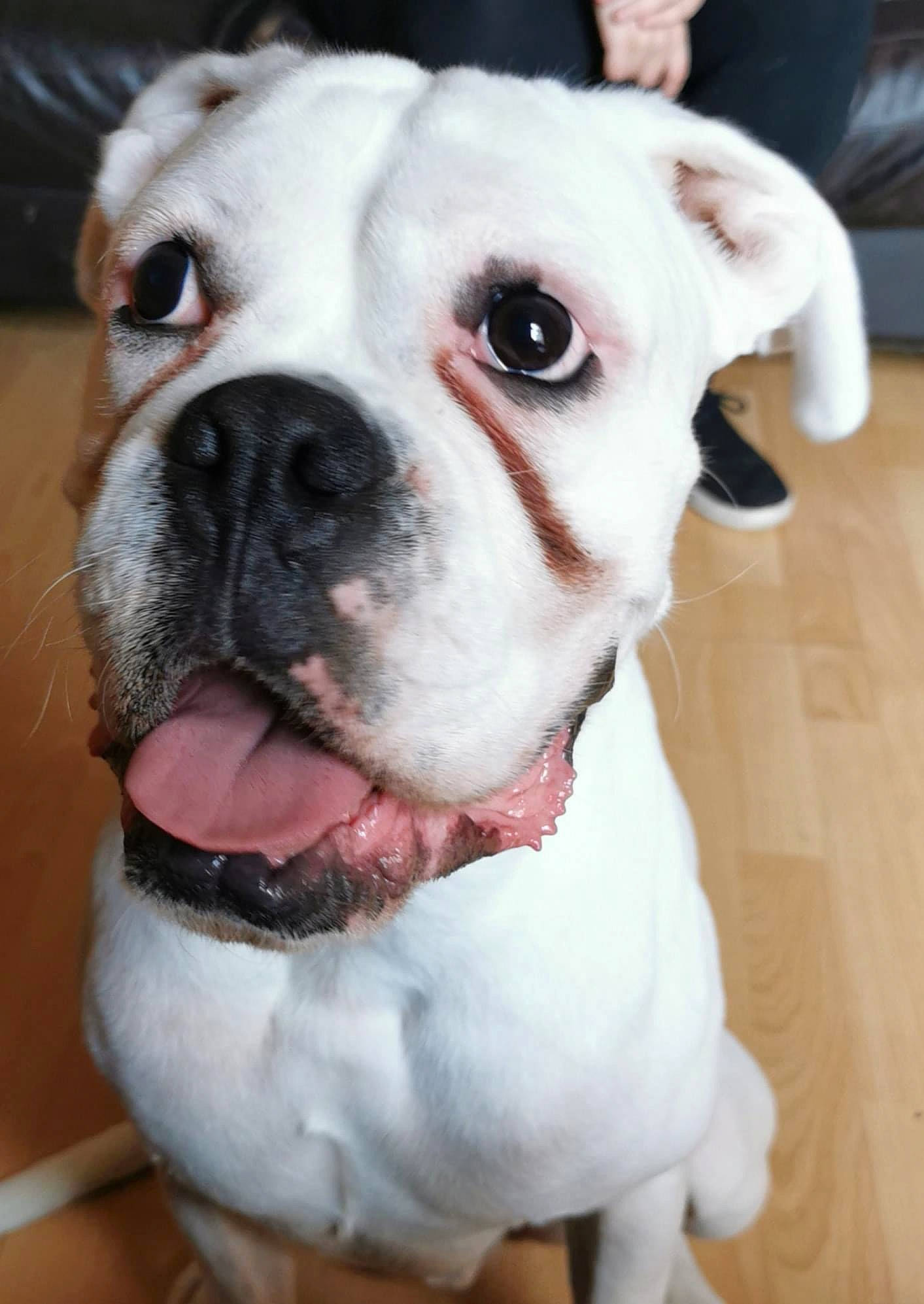 Loki joined the competition — help win amazing prizes! american_bulldog, australian_bulldog, bulldog, canidae, carnivore, companion_dog, dog, dog_breed, dorset_olde_tyme_bulldogge, mammal, molosser, non_sporting_group, nose, old_english_bulldog, olde_english_bulldogge, snout, toy_bulldog, valley_bulldog, vertebrate, white_english_bulldog