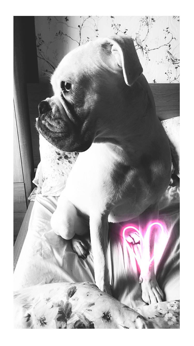 Loki is registered to the contest to win money with this photo: boston_terrier, boxer, canidae, carnivore, companion_dog, dog, dog_breed, ear, fawn, french_bulldog, mammal, molosser, non_sporting_group, pit_bull, puppy, puppy_love, rare_breed_dog, snout, sporting_group, vertebrate