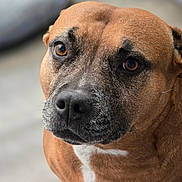 Lilly joined the competition — help win amazing prizes! animal, background_blur, brown_fur, canine, close_up, dog, domestic_animal, ears, expression, eyes, face, fur_texture, indoor, looking, muzzle, pet, portrait, snout, whiskers, white_fur