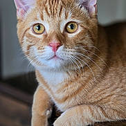 Reggie joined the competition — help win amazing prizes! animal, calm, cat, close_up, curious, cute, domestic_cat, feline, fur, indoor, mammal, orange_tabby, pet, pink_nose, portrait, resting, whiskers, wooden_surface, yellow_eyes, young_cat