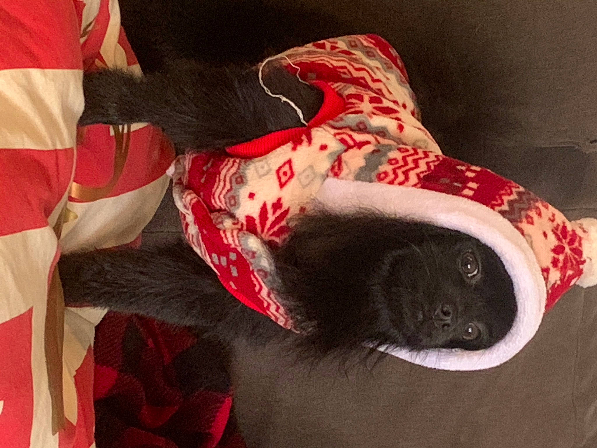 Stud joined the competition — help win amazing prizes! blue, dog_breed, felidae, fictional_character, green, hairstyle, human, human_leg, pattern, people, product, room, sleeve, small_to_medium_sized_cats, sporting_group, sportswear, stuffed_toy, sweater, vertebrate, whiskers