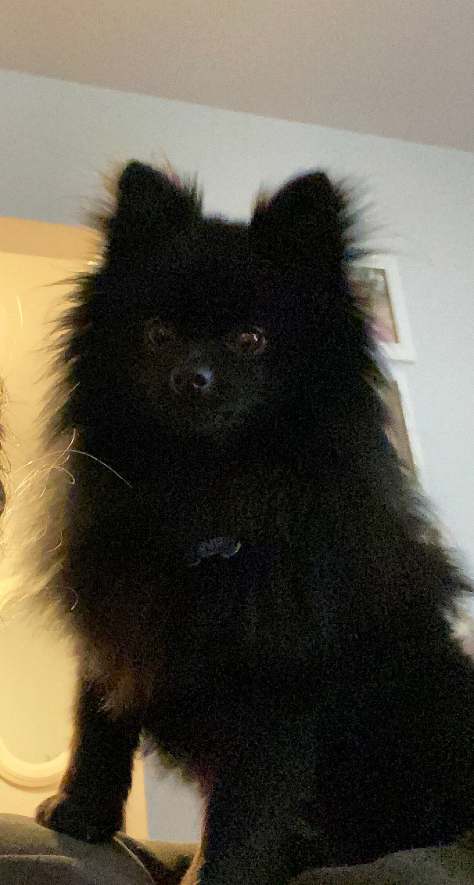 Stud is registered to the contest to win money with this photo: black_cat, bombay, canidae, carnivore, dog_breed, fur, shadow, small_to_medium_sized_cats, snout, sporting_group, tail, terrestrial_animal, whiskers, window, working_animal