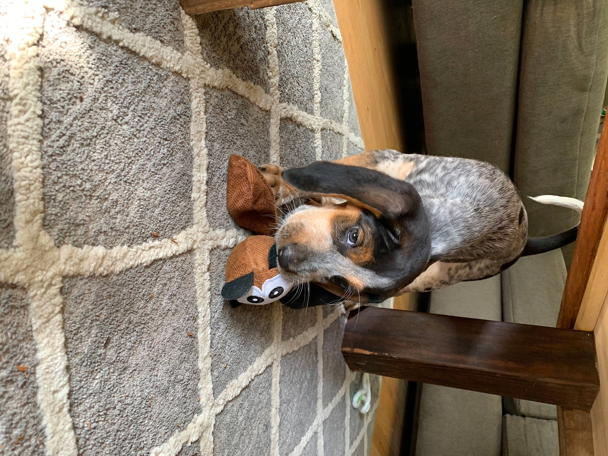 Sady joined the competition — help win amazing prizes! brick, canidae, carnivore, cobblestone, collar, companion_dog, concrete, dog, dog_breed, fawn, flagstone, fur, liver, snout, sporting_group, tile, whiskers, wood_stain, working_animal, working_dog