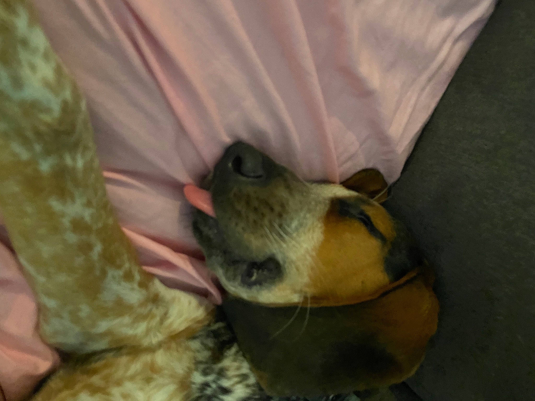 Sady is registered to the contest to win money with this photo: army, camouflage, canidae, carnivore, collar, companion_dog, dog, dog_breed, military, military_camouflage, military_uniform, snout, whiskers, working_animal, working_dog