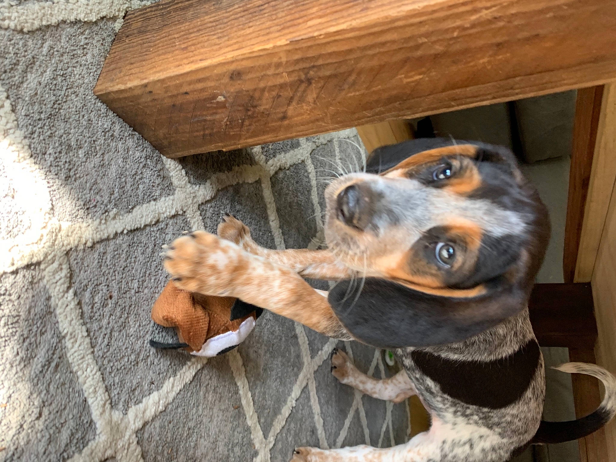 Sady joined the competition — help win amazing prizes! canidae, carnivore, collar, companion_dog, dog, dog_breed, ear, fawn, flooring, fur, hardwood, pet_supply, plank, snout, sporting_group, whiskers, wood, wood_stain, working_animal, working_dog