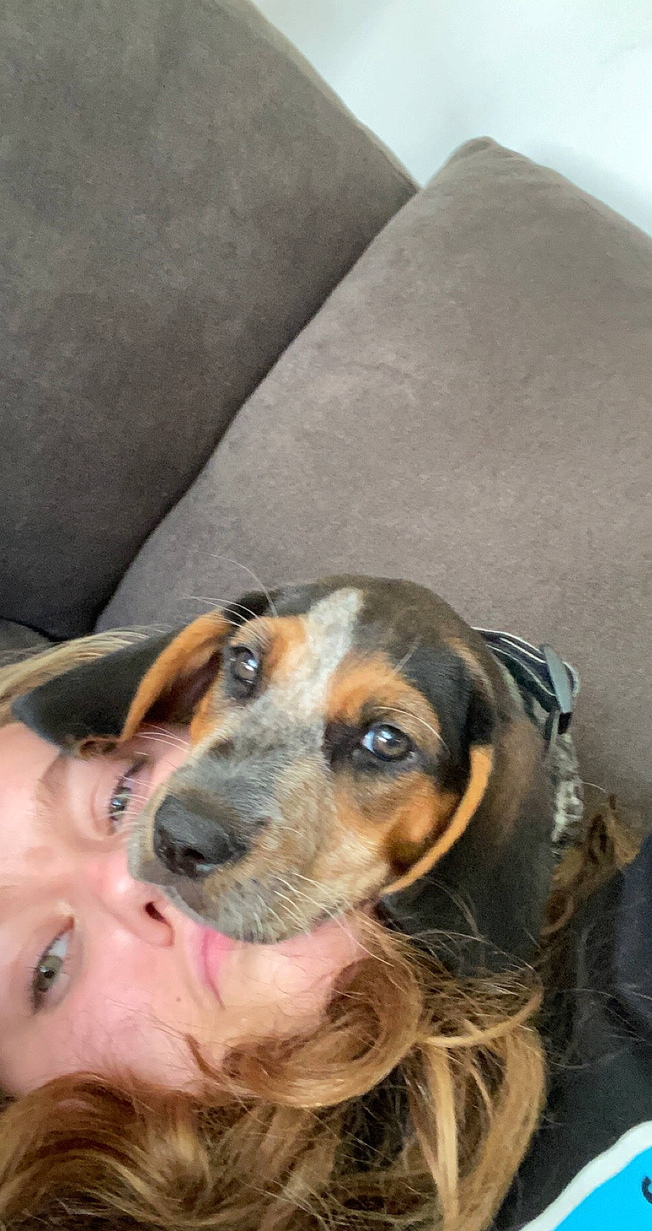 Sady is registered to the contest to win money with this photo: armrest, brown, canidae, carnivore, comfort, companion_dog, dog, dog_breed, fawn, fur, grey, hound, iris, liver, mammal, scent_hound, snout, vertebrate, whiskers, working_animal