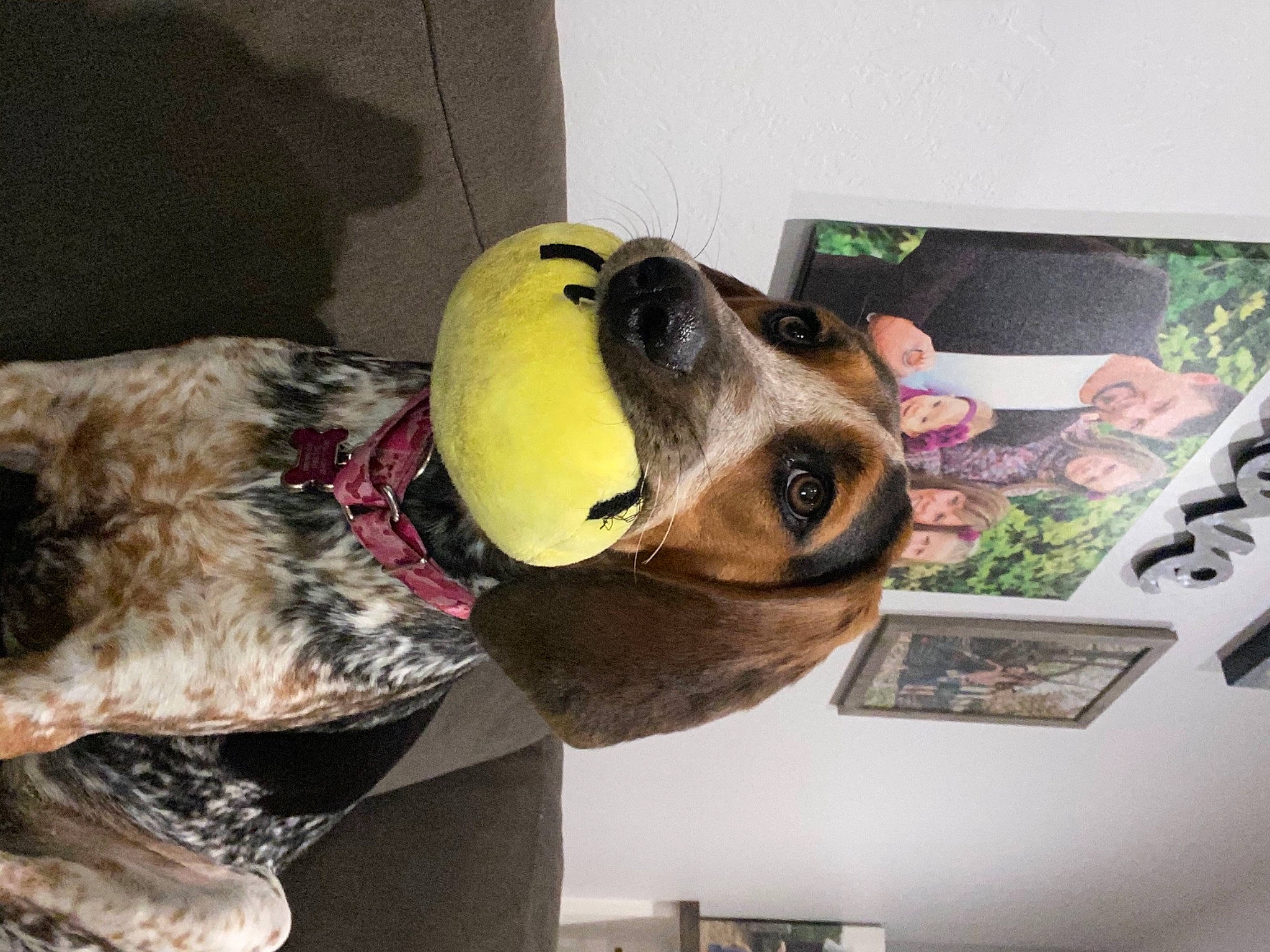 Sady is registered to the contest to win money with this photo: art, canidae, carnivore, collar, companion_dog, dog, dog_breed, dog_supply, fashion_accessory, metal, personal_protective_equipment, pet_supply, picture_frame, rectangle, selfie, snout, sporting_group, toy, visual_arts, working_animal